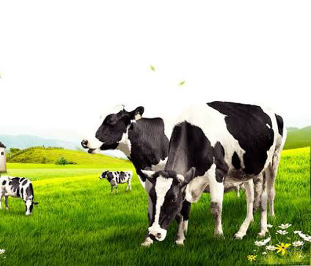 Fresh Dairy, Traditional Taste